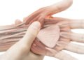 Datos sobre tu mano que debes conocer