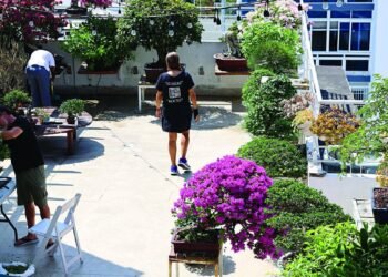 A través del bonsái, muestran cómo revertir daño climático