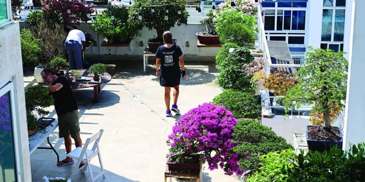 A través del bonsái, muestran cómo revertir daño climático