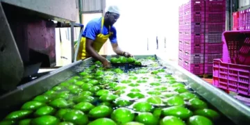 Cadena de frío, el pasaporte de los productores a mercados extranjeros
