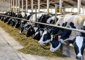 La OMS alerta que virus de gripe aviar fue detectado en leche de vacas infectadas en EEUU