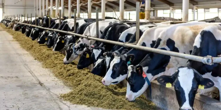 La OMS alerta que virus de gripe aviar fue detectado en leche de vacas infectadas en EEUU