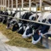 La OMS alerta que virus de gripe aviar fue detectado en leche de vacas infectadas en EEUU