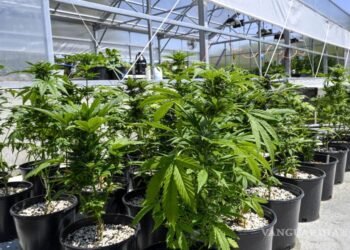 La venta legal de marihuana genera en EEUU más de 20.000 millones de dólares en impuestos