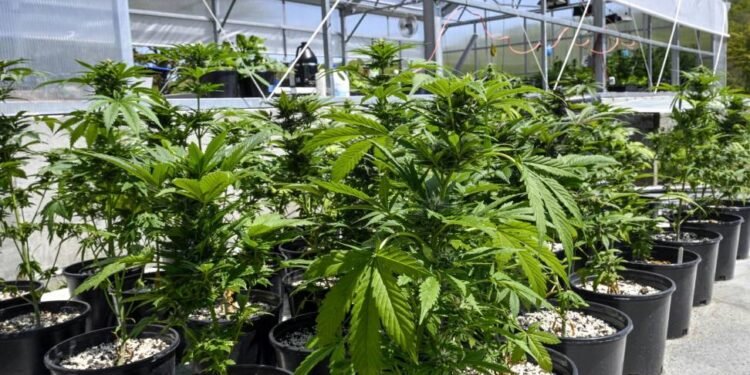 La venta legal de marihuana genera en EEUU más de 20.000 millones de dólares en impuestos
