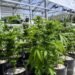 La venta legal de marihuana genera en EEUU más de 20.000 millones de dólares en impuestos