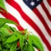 EEUU dará histórico paso al clasificar la marihuana como droga de bajo riesgo