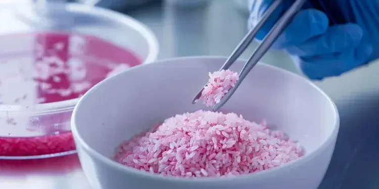 Científicos surcoreanos crean «arroz carnoso» con alto contenido de proteínas