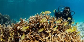 Centro de Innovación Marino ofrece esperanzas de recuperar arrecifes en el Caribe