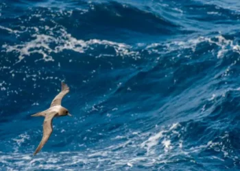 Las particulares razones por las que el océano Pacífico es más alto que el Atlántico (y cómo afecta eso al Canal de Panamá)