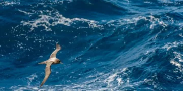 Las particulares razones por las que el océano Pacífico es más alto que el Atlántico (y cómo afecta eso al Canal de Panamá)