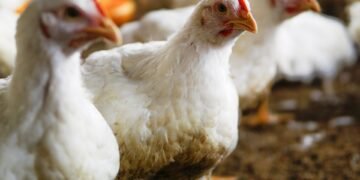 ¿Crece el riesgo de una pandemia de gripe aviar?: qué dice la ciencia
