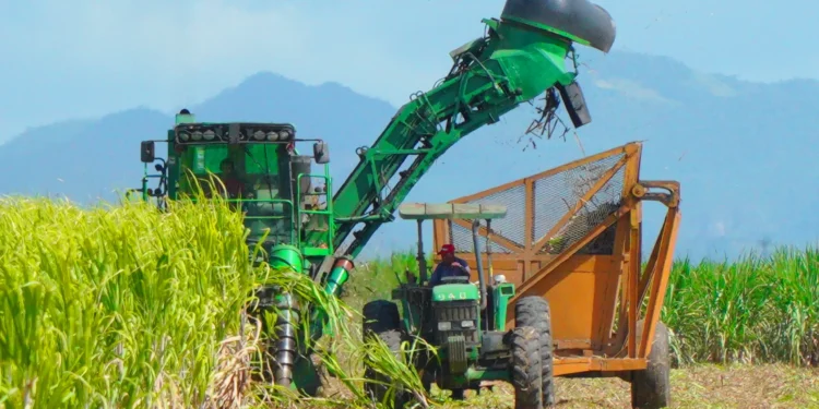 Central Romana culmina zafra con una producción de 287,565 toneladas de azúcar