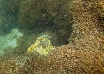 “Unomia stolonífera”, el coral que invade las costas de Venezuela y amenaza el Caribe