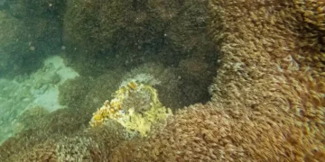 “Unomia stolonífera”, el coral que invade las costas de Venezuela y amenaza el Caribe
