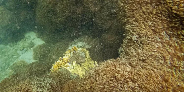 “Unomia stolonífera”, el coral que invade las costas de Venezuela y amenaza el Caribe