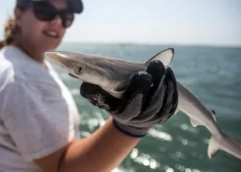 Cómo se explica que tiburones en la costa de Brasil hayan dado positivo en pruebas de cocaína