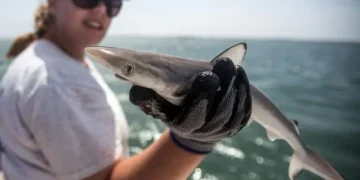 Cómo se explica que tiburones en la costa de Brasil hayan dado positivo en pruebas de cocaína
