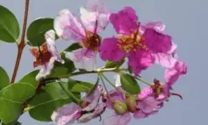 Una especie endémica redescubierta en RD sorprende a botánicos