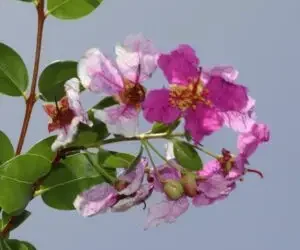 Una especie endémica redescubierta en RD sorprende a botánicos