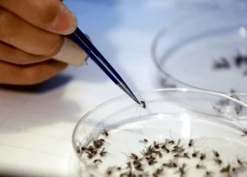 Los mosquitos modificados biológicamente buscan terminar con el dengue