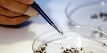 Los mosquitos modificados biológicamente buscan terminar con el dengue