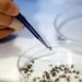 Los mosquitos modificados biológicamente buscan terminar con el dengue
