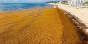 UE: Sargazo en el Caribe, un problema que requiere soluciones urgentes y a gran escala