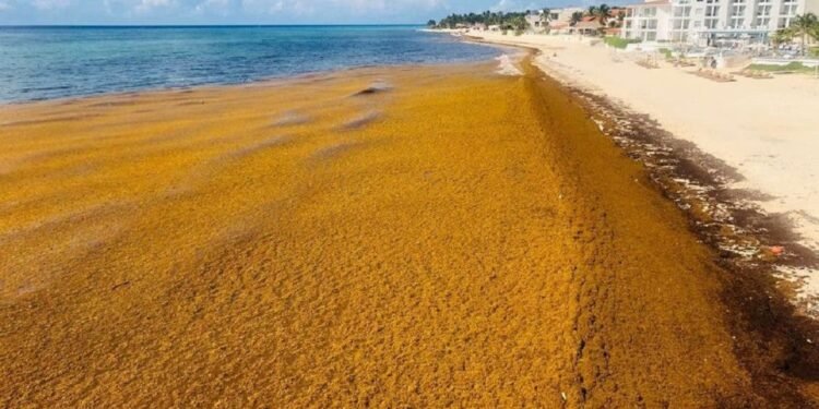 UE: Sargazo en el Caribe, un problema que requiere soluciones urgentes y a gran escala