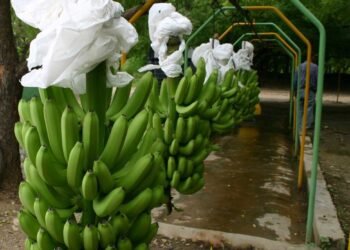 República Dominicana pierde el primer lugar como exportador de banano orgánico a Europa