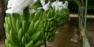República Dominicana pierde el primer lugar como exportador de banano orgánico a Europa