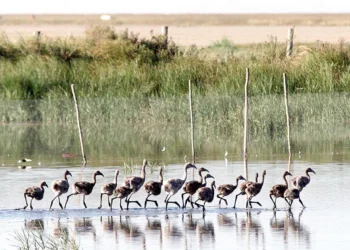 Entra en vigor este domingo la primera ley europea que obliga a restaurar la naturaleza