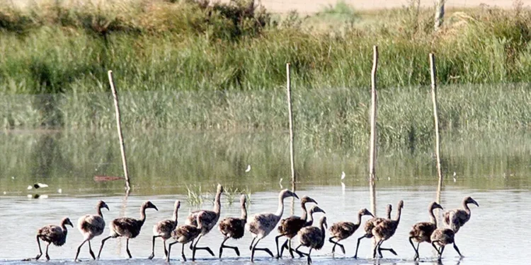 Entra en vigor este domingo la primera ley europea que obliga a restaurar la naturaleza