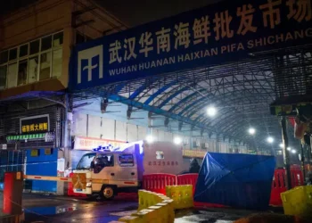 Hallazgos sobre el posible origen animal del COVID-19 apuntan a perros mapaches y civetas