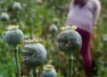 EEUU alerta de niños en México involucrados en la cosecha de sustancias para hacer drogas