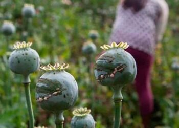 EEUU alerta de niños en México involucrados en la cosecha de sustancias para hacer drogas