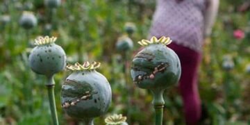 EEUU alerta de niños en México involucrados en la cosecha de sustancias para hacer drogas