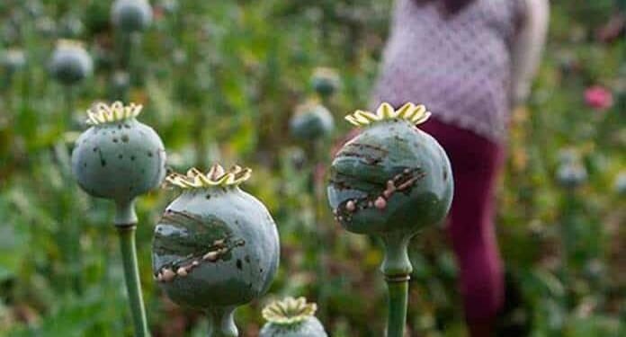 EEUU alerta de niños en México involucrados en la cosecha de sustancias para hacer drogas