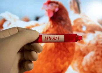 Detectan primer caso de gripe aviar sin contacto con animales en EE.UU.