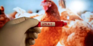 Detectan primer caso de gripe aviar sin contacto con animales en EE.UU.