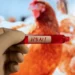 Detectan primer caso de gripe aviar sin contacto con animales en EE.UU.