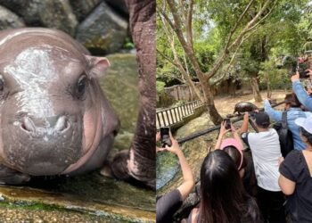 Moo Deng, el bebé hipopótamo que es todo una estrella en las redes sociales