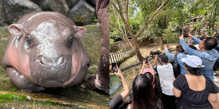 Moo Deng, el bebé hipopótamo que es todo una estrella en las redes sociales