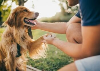 Científicos descubren que los perros actuales están evolucionando