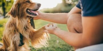Científicos descubren que los perros actuales están evolucionando