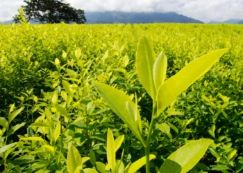 Cultivos de coca en Colombia subieron 10 % en 2023 y la producción de cocaína aumentó 53 %