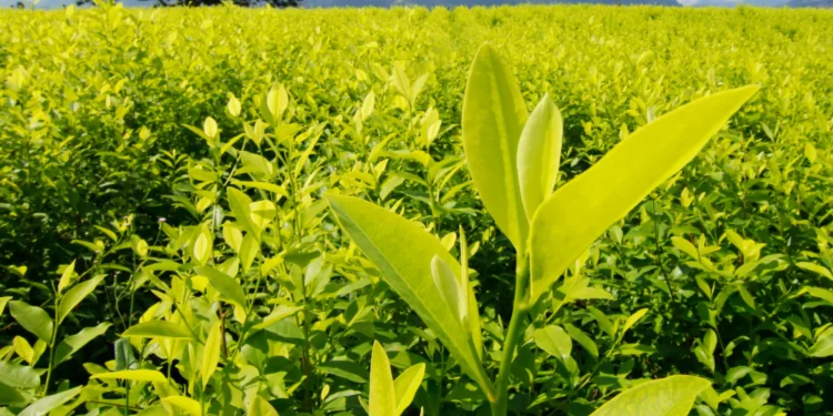 Cultivos de coca en Colombia subieron 10 % en 2023 y la producción de cocaína aumentó 53 %