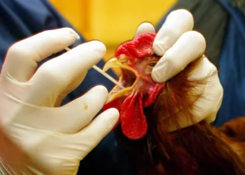 La OMS asegura que no hay indicios de transmisión de la gripe aviar persona a persona