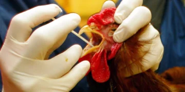 La OMS asegura que no hay indicios de transmisión de la gripe aviar persona a persona