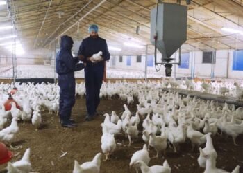 California declara emergencia para contrarrestar y atender los contagios de la gripe aviar